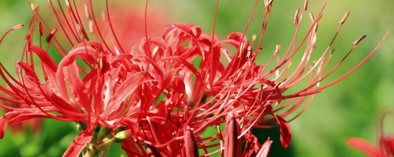 彼岸花有几个花瓣（彼岸花有几瓣花瓣）