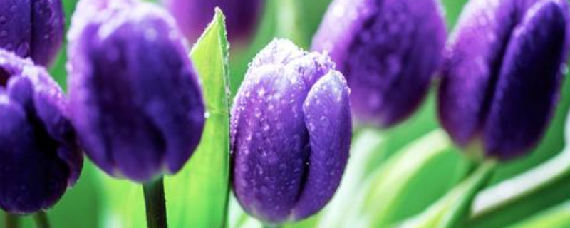 郁金香的花有什么作用(郁金香花好吗)