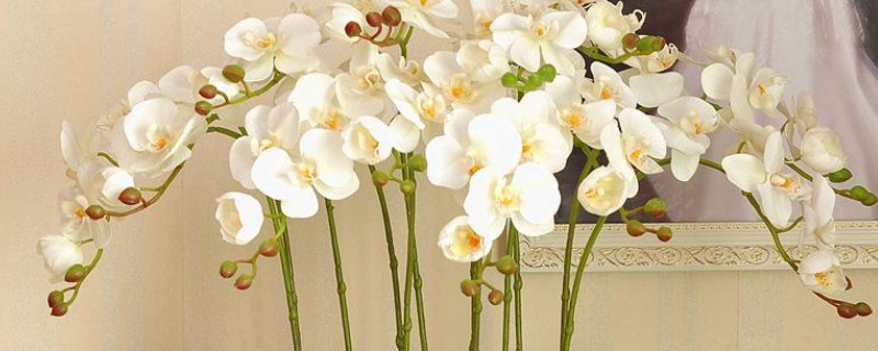 蝴蝶兰花开多长时间（蝴蝶兰养多久开花）