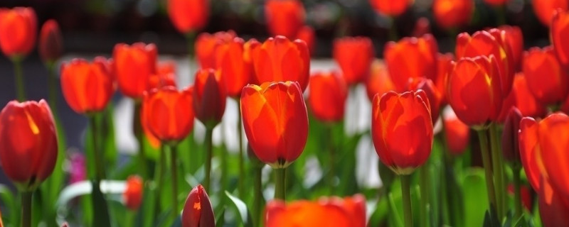 郁金香的家庭种植方法 郁金香怎么种植方法