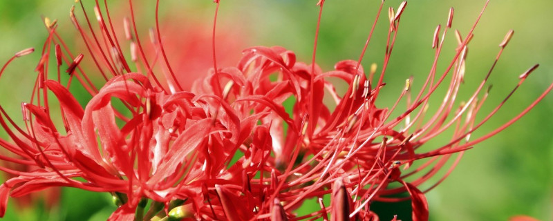 彼岸花叶子发黄了怎么办(彼岸花黄叶子是怎么回事)