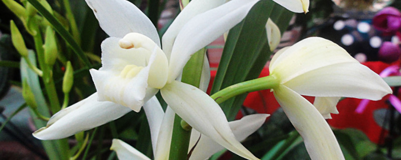 四季兰花的养殖方法和注意事项 四月养兰花注意事项