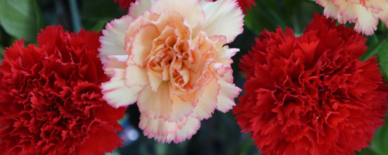 康乃馨能耐寒零下几度（康乃馨冬天耐几度）