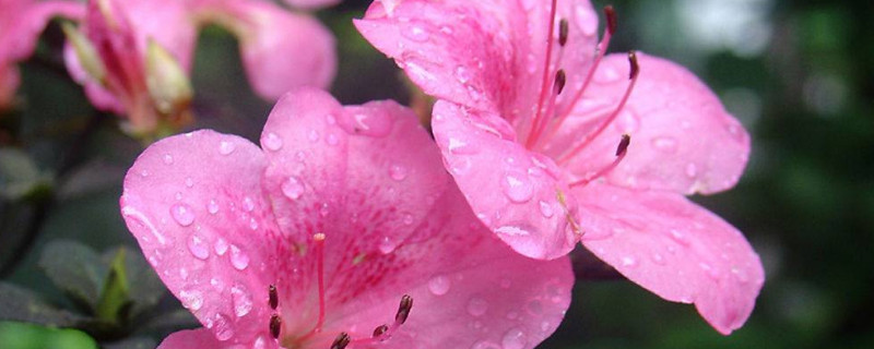 杜鹃花怎么过冬天 杜鹃花怎样过冬天