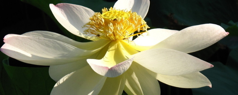 盆栽荷花怎么样才开花 盆栽荷花怎样才能开花