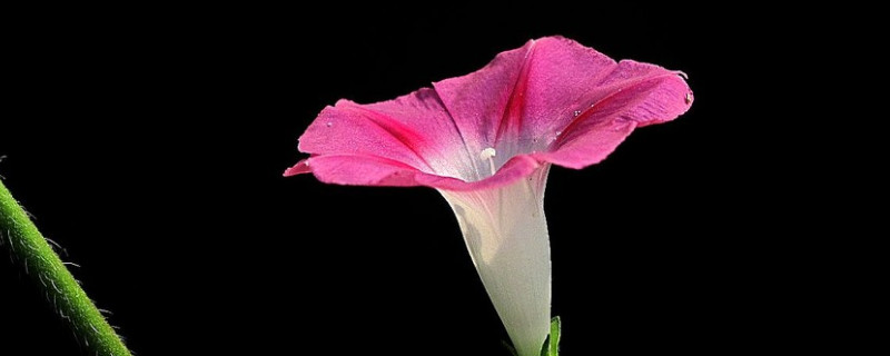 牵牛花是不是在春天开放的（牵牛花是在春天开放吗）