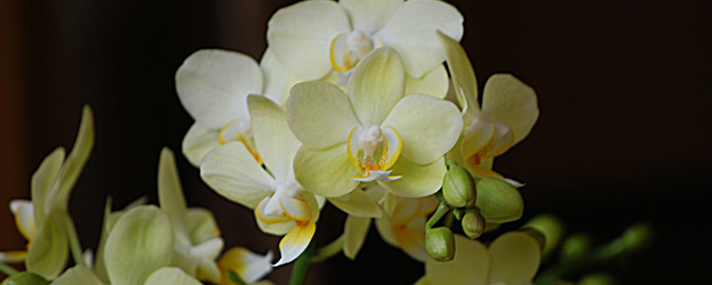 蝴蝶兰什么温度开花（蝴蝶兰在什么温度生长）