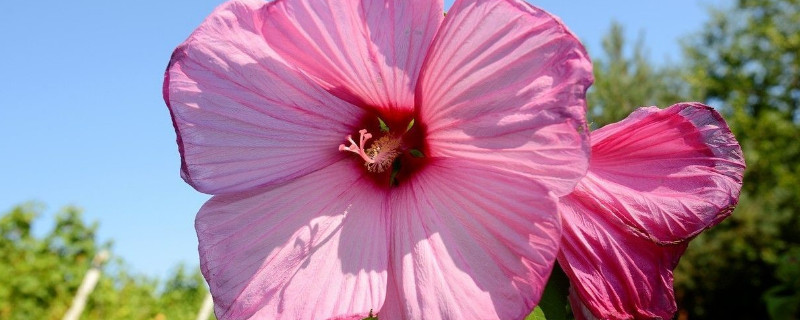 芙蓉花叶子干焦怎么办（芙蓉花叶子干吧怎么回事）