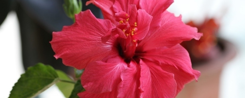 芙蓉花能不能用根繁殖（芙蓉的根怎么种植）