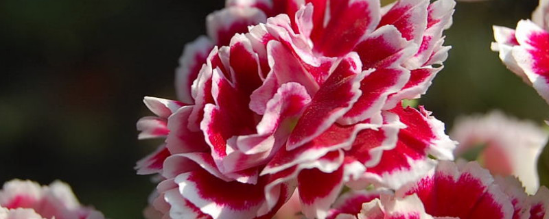 康乃馨插花瓶水养能生根吗（康乃馨花根能泡在水里养吗）