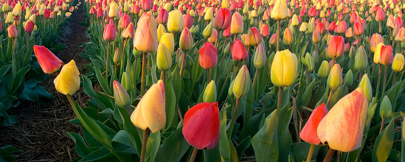 郁金香有多少品种 荷兰郁金香有多少品种