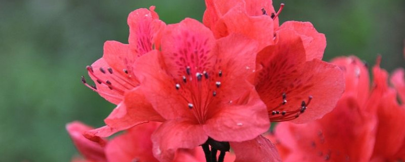 杜鹃树桩盆景怎么养(杜鹃花桩怎样盆栽)