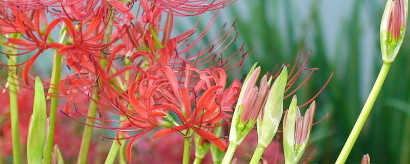 彼岸花盆栽养殖方法(彼岸花怎么养殖方法)