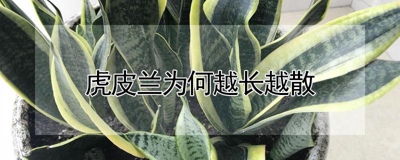 虎皮兰为何越长越散(虎皮兰会越长越多吗)