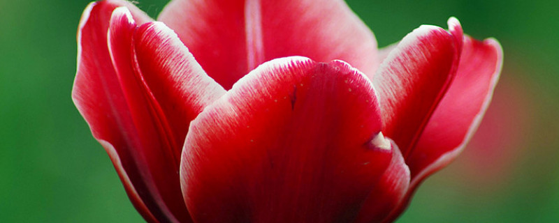 郁金香第二年怎么养 郁金香第二年怎么种