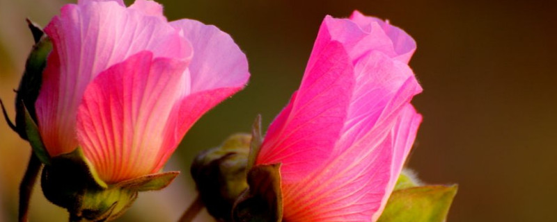 芙蓉花种子种植什么时候开花 芙蓉花什么时候移栽