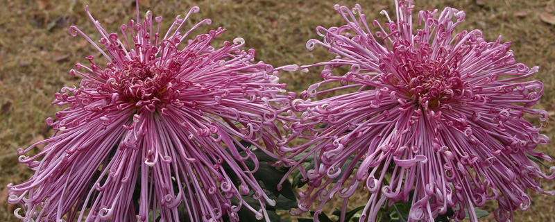 盆栽菊花可以开多久(盆栽养菊花多久开花)