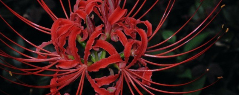 种彼岸花要用生根粉吗（彼岸花球种植前要浸泡生根粉吗）