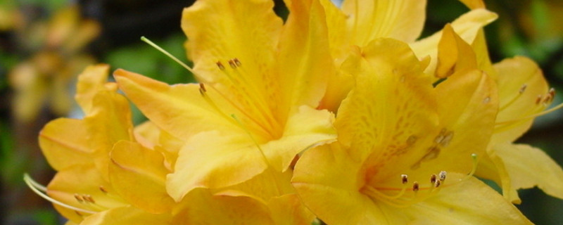 杜鹃花掉叶子怎么救治（杜鹃花掉叶子怎么办）