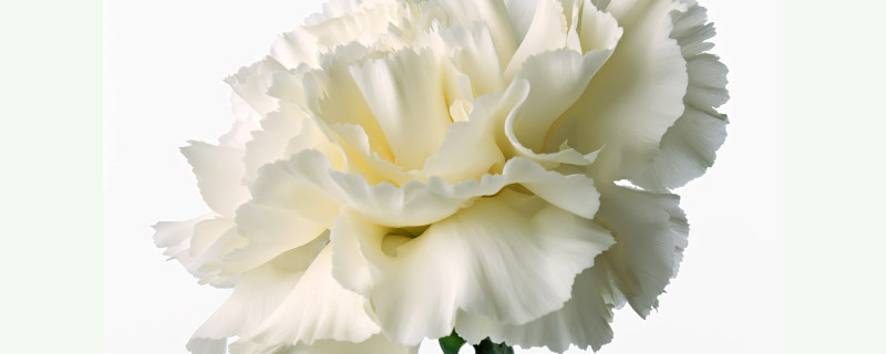 康乃馨要不要每天换水 康乃馨几天换一次水