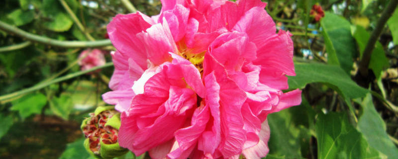 芙蓉花夏季可以水培吗 芙蓉花花期可以浇水吗