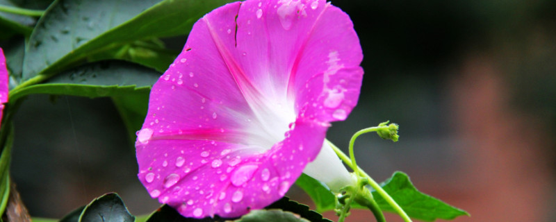 牵牛花长虫子怎么处理（牵牛花上白色的虫子如何处理）