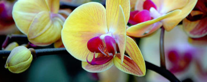 蝴蝶兰什么颜色招财（招财猫蝴蝶兰图片）