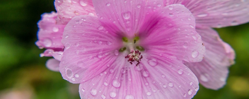 芙蓉花盆栽的养殖方法 芙蓉花盆栽怎么养