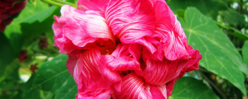 芙蓉花根烂了怎么办(芙蓉花有点烂根怎么办)