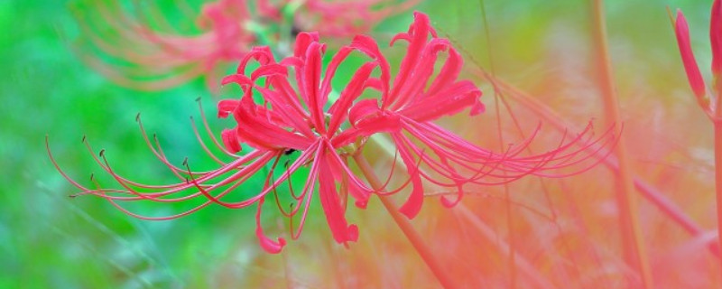 春天种彼岸花要多久才发芽 彼岸花花球种下后多少天发芽