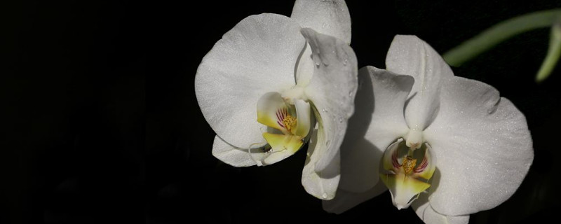 蝴蝶兰会自己分株么(蝴蝶兰花怎么分株)