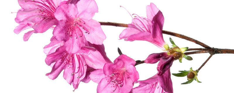 杜鹃花叶子变软（杜鹃花叶子软怎么回事）