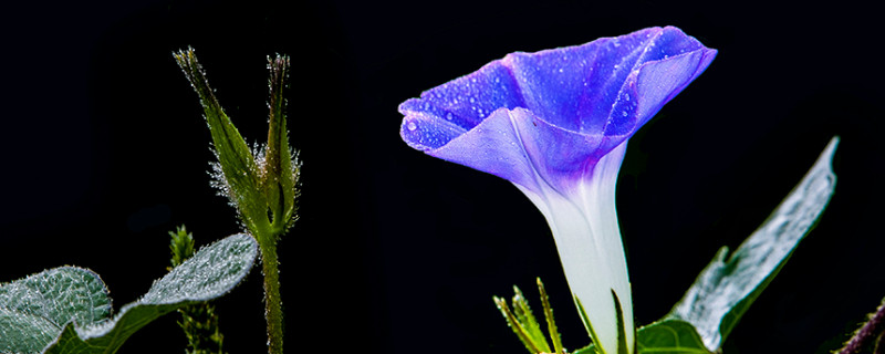 牵牛花枯了怎么办 牵牛花干枯