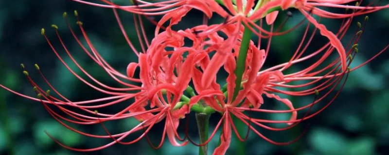 彼岸花养殖可以土培吗（彼岸花养殖技术）