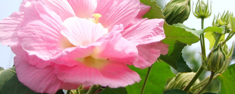 开过的芙蓉花怎么处理 芙蓉开过花怎么打理