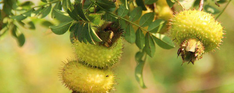 金樱子花有红色的吗（金樱子有开红花的吗）