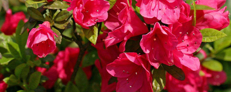 杜鹃花什么时候修剪（盆栽杜鹃花什么时候修剪）