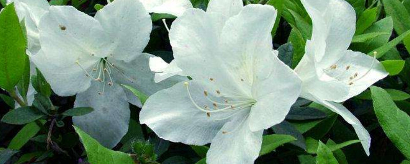 杜鹃盆景怎么过冬 盆栽杜鹃怎样过冬