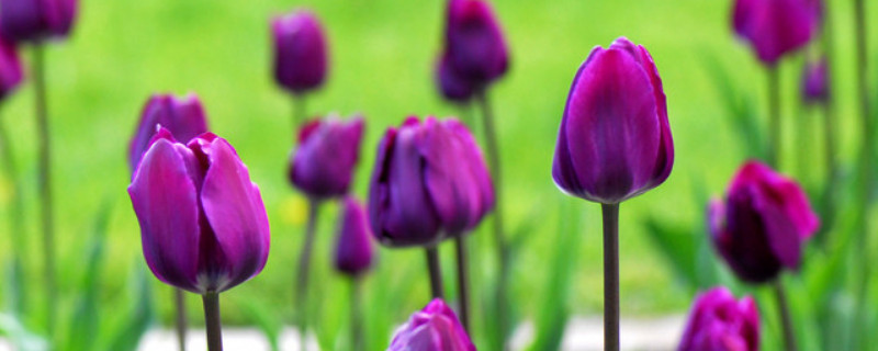 郁金香种球可以多次使用吗（郁金香种球可以放多久）