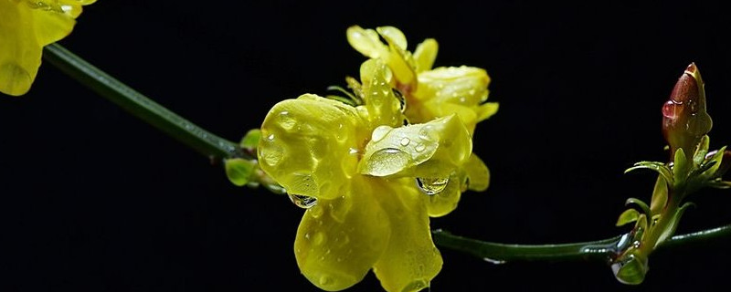 迎春花什么时间倒盆（春天花什么时候倒盆）