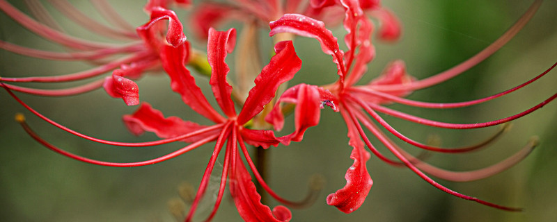 彼岸花怎样才能开花 彼岸花的花可以开多久