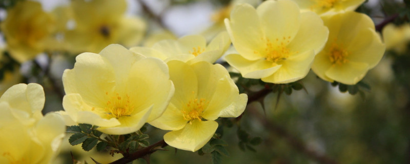 盆栽迎春花的修剪方法（迎春花开花后如何修剪）