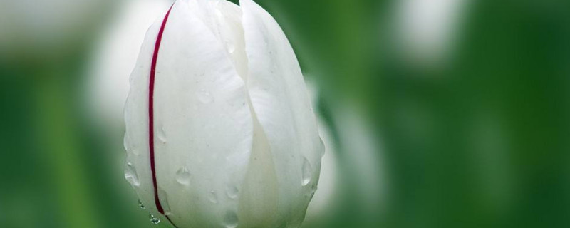 郁金香不开花怎么办（郁金香开花后怎样处理）