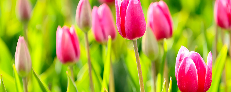 郁金香种球冷藏多久可以种（郁金香种球可以保存多久）