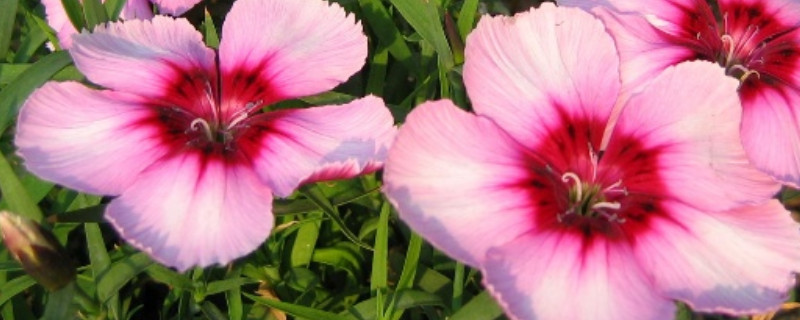 康乃馨有香味吗(康乃馨有没有香味)