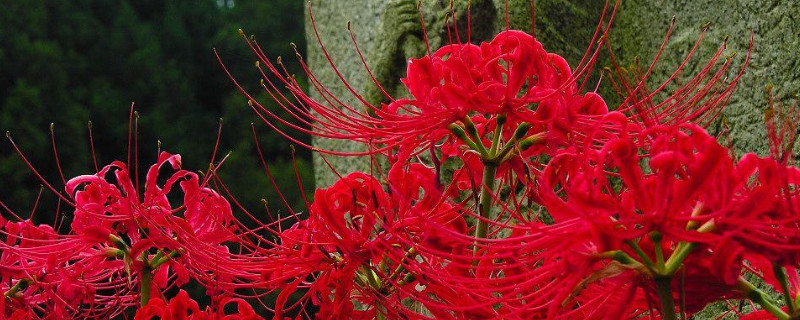 彼岸花的根能吃吗（彼岸花的根可以吃吗）
