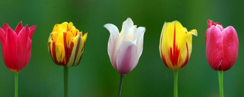 郁金香养殖温度 郁金香种植的温度