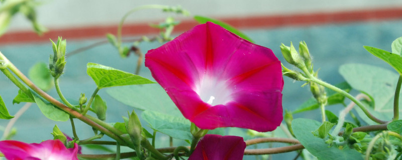 牵牛花叶子的形状特点(牵牛花的叶子长什么样子)