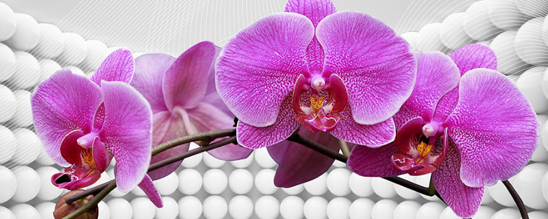 蝴蝶兰如何快速开花