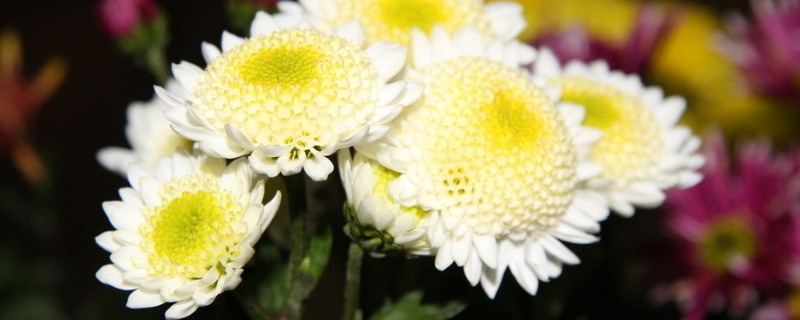 菊花有没有香味 菊花有没有香味儿?